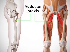 ADDUCTOR BREVIS