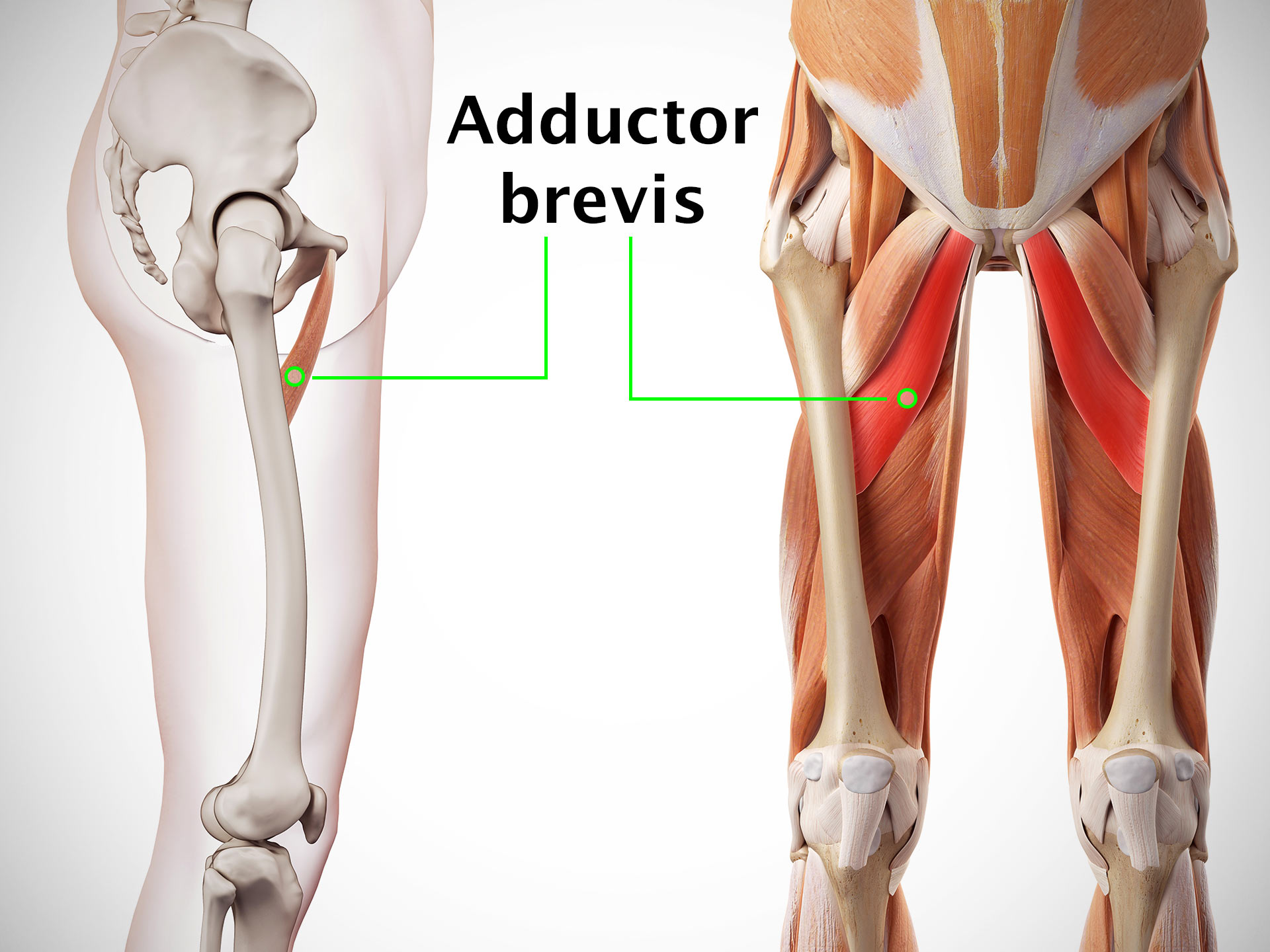 ADDUCTOR BREVIS