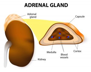 ADRENAL GLANDS