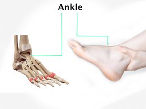 ANKLE