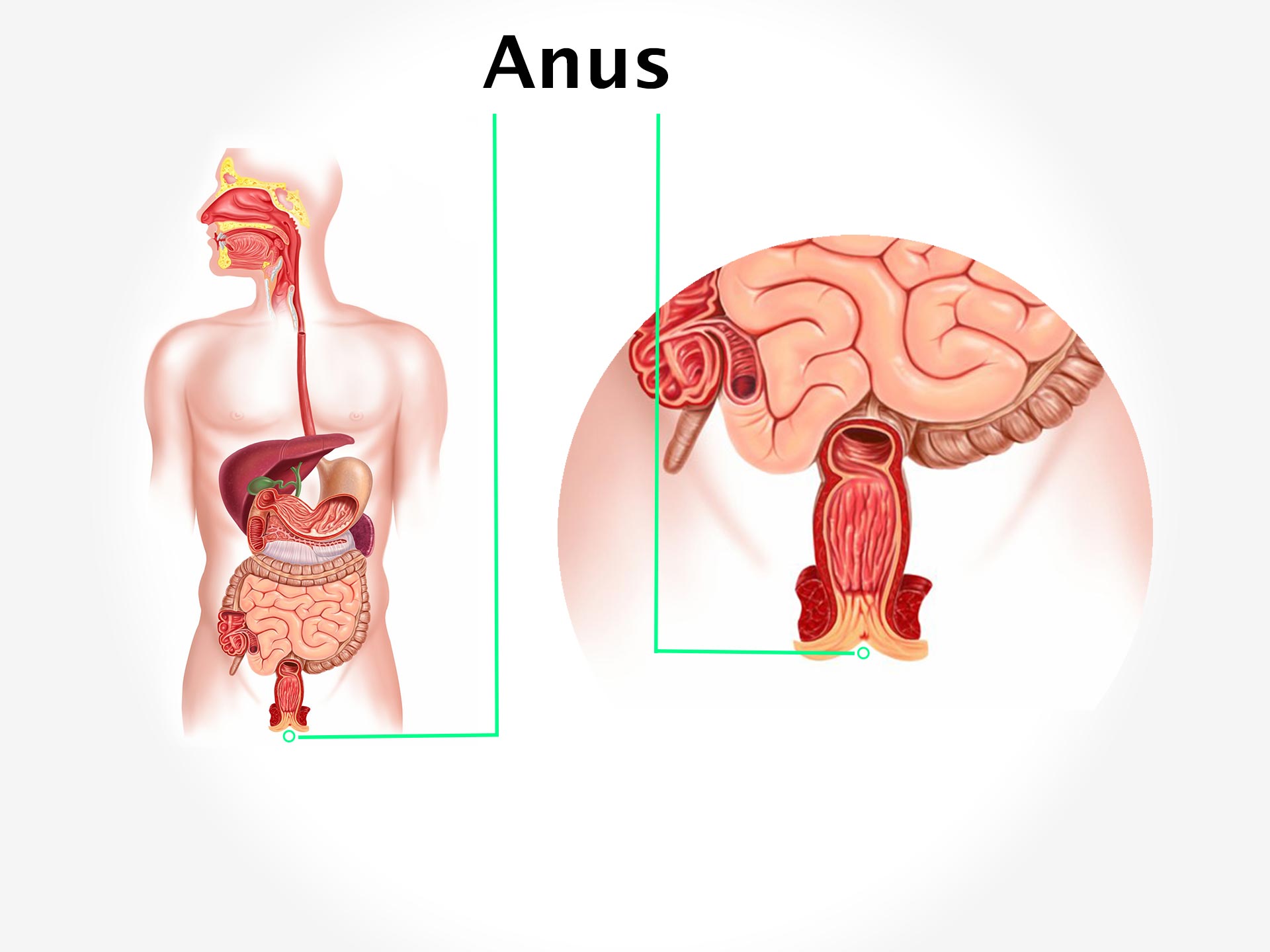 ANUS