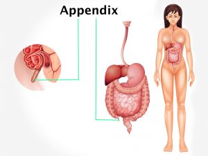 APPENDIX