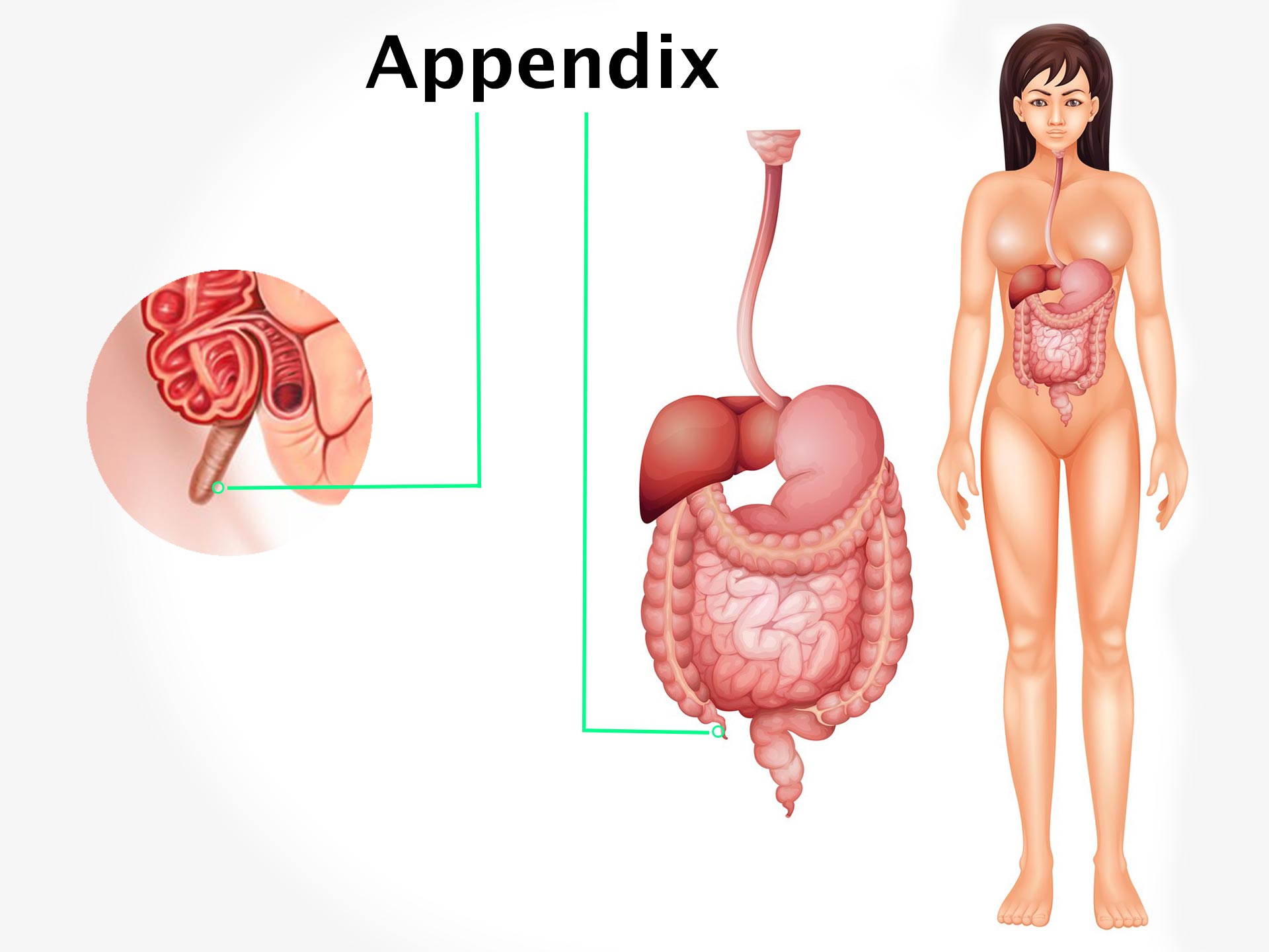 APPENDIX