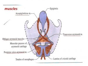 ARYEPIGLOTTICUS