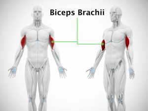 BICEPS BRACHII