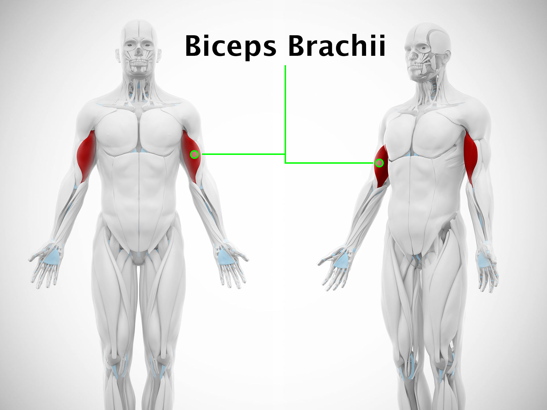 BICEPS BRACHII