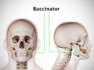 BUCCINATOR