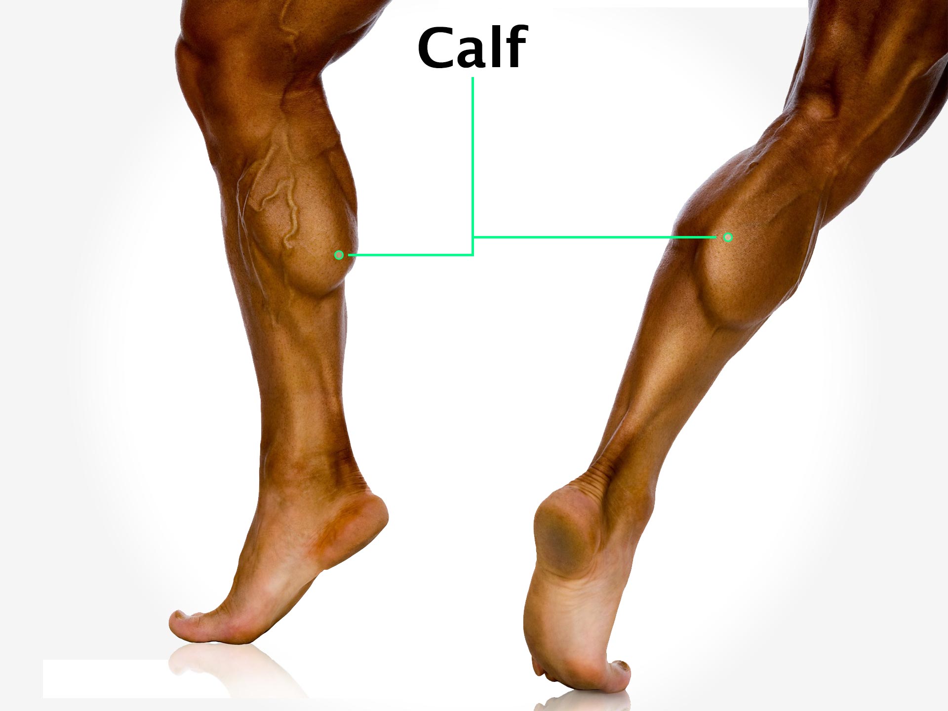 CALF