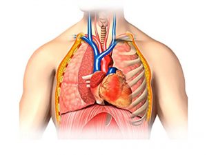 CHEST or THORAX