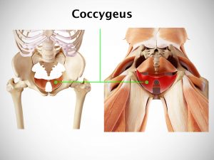 COCCYGEUS