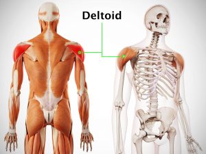 DELTOID