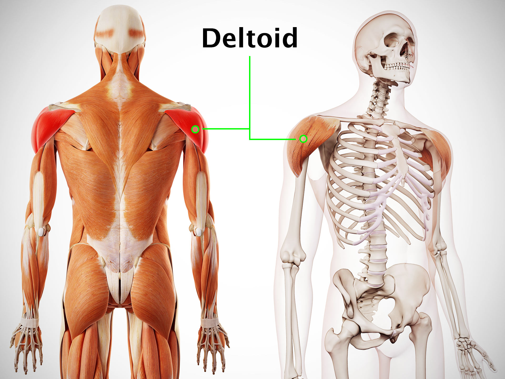 DELTOID