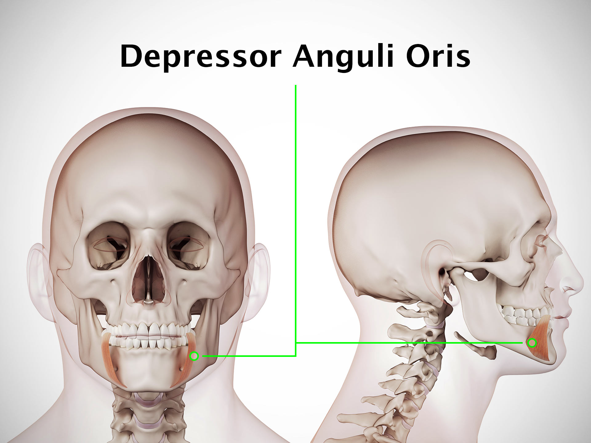 DEPRESSOR ANGULI ORIS