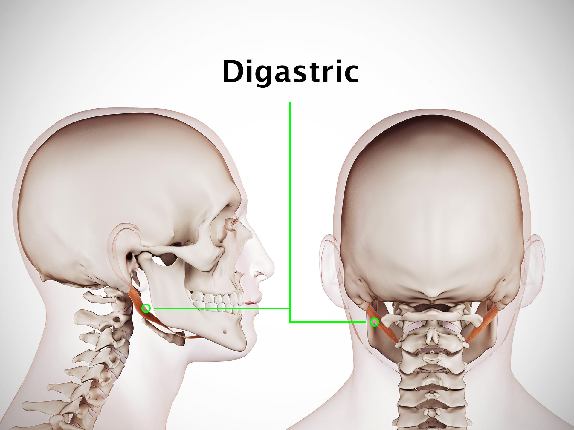 DIGASTRIC