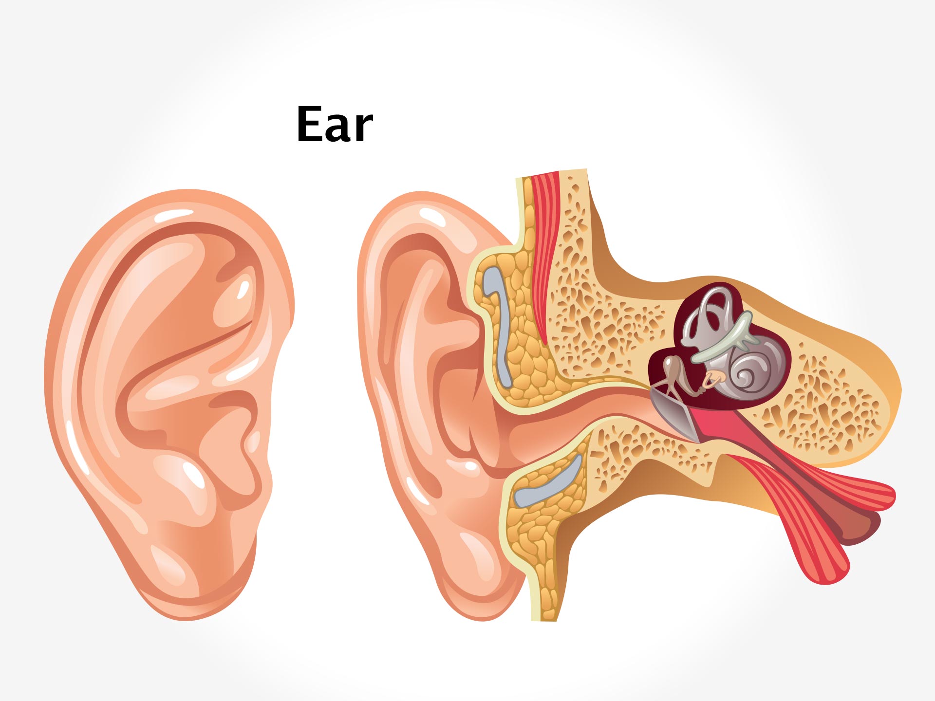 EAR