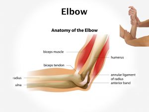 ELBOW