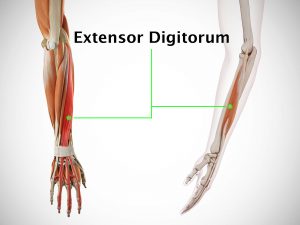 EXTENSOR DIGITORUM