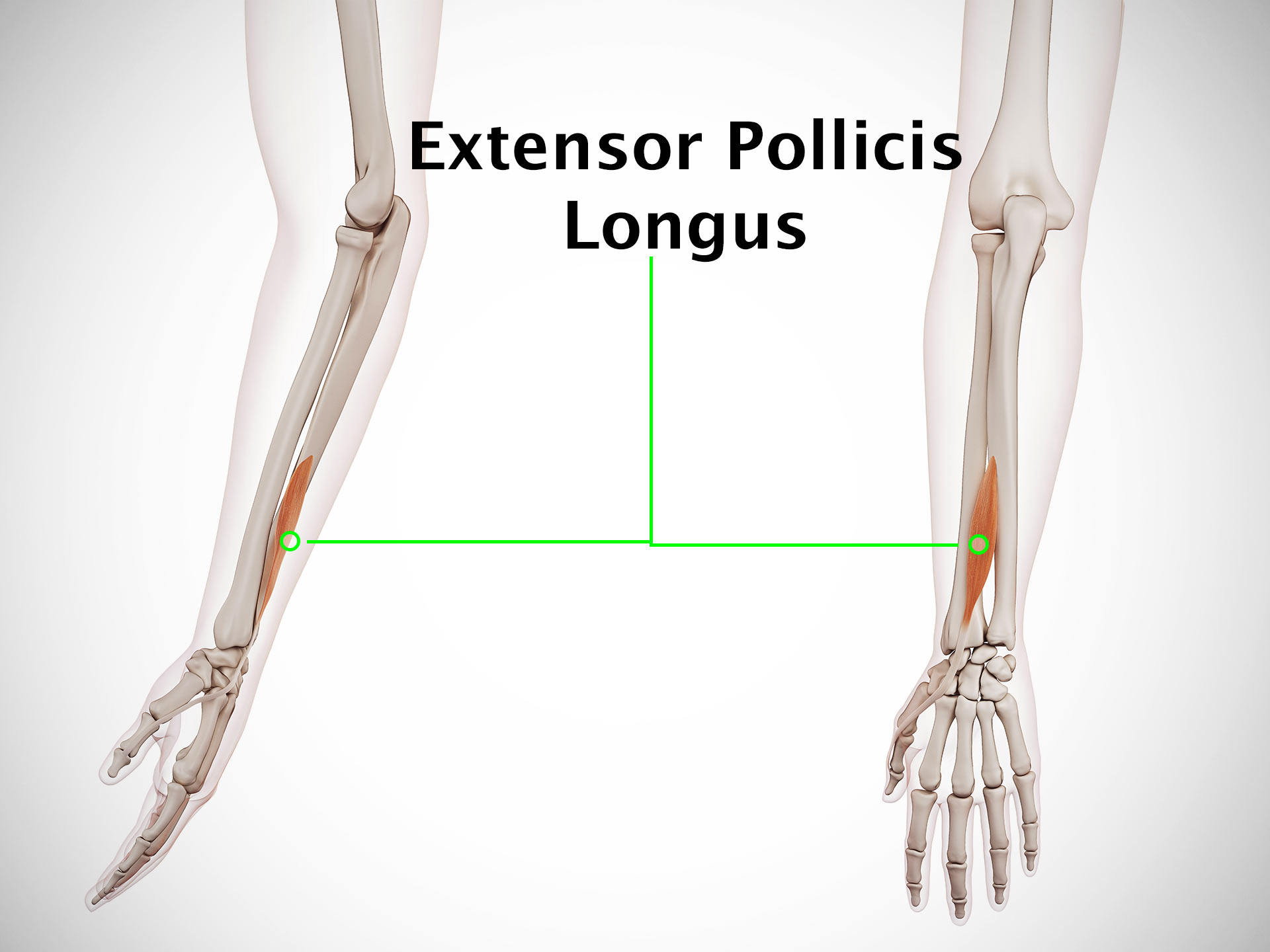 EXTENSOR POLLICIS LONGUS