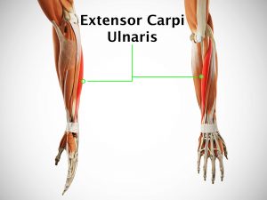 EXTENSOR CARPI ULNARIS