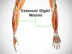 EXTENSOR DIGITI MINIMI