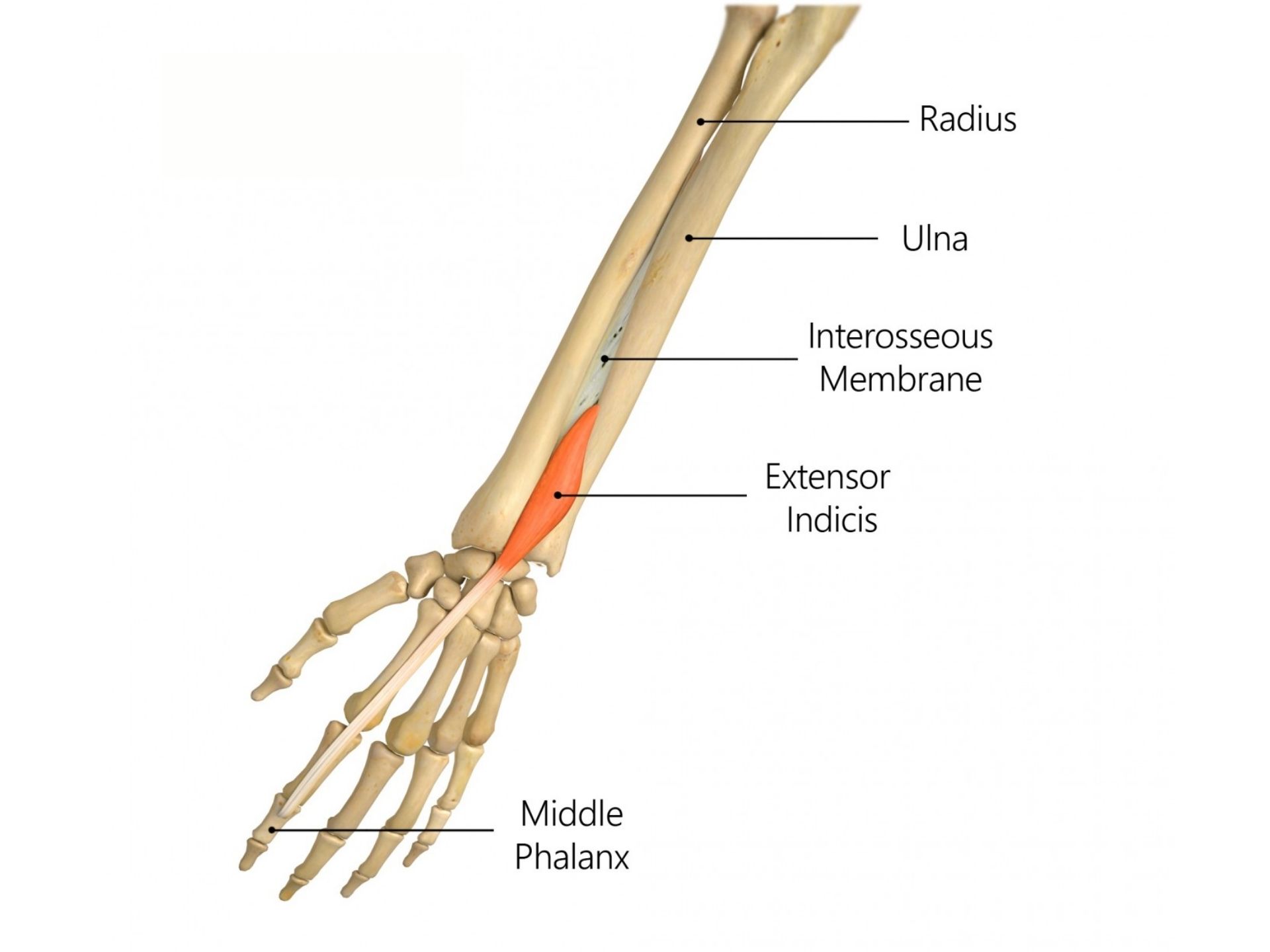 EXTENSOR INDICIS