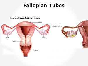 FALLOPIAN TUBES