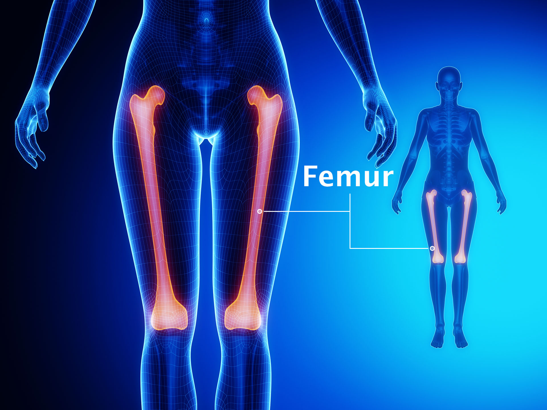 FEMUR