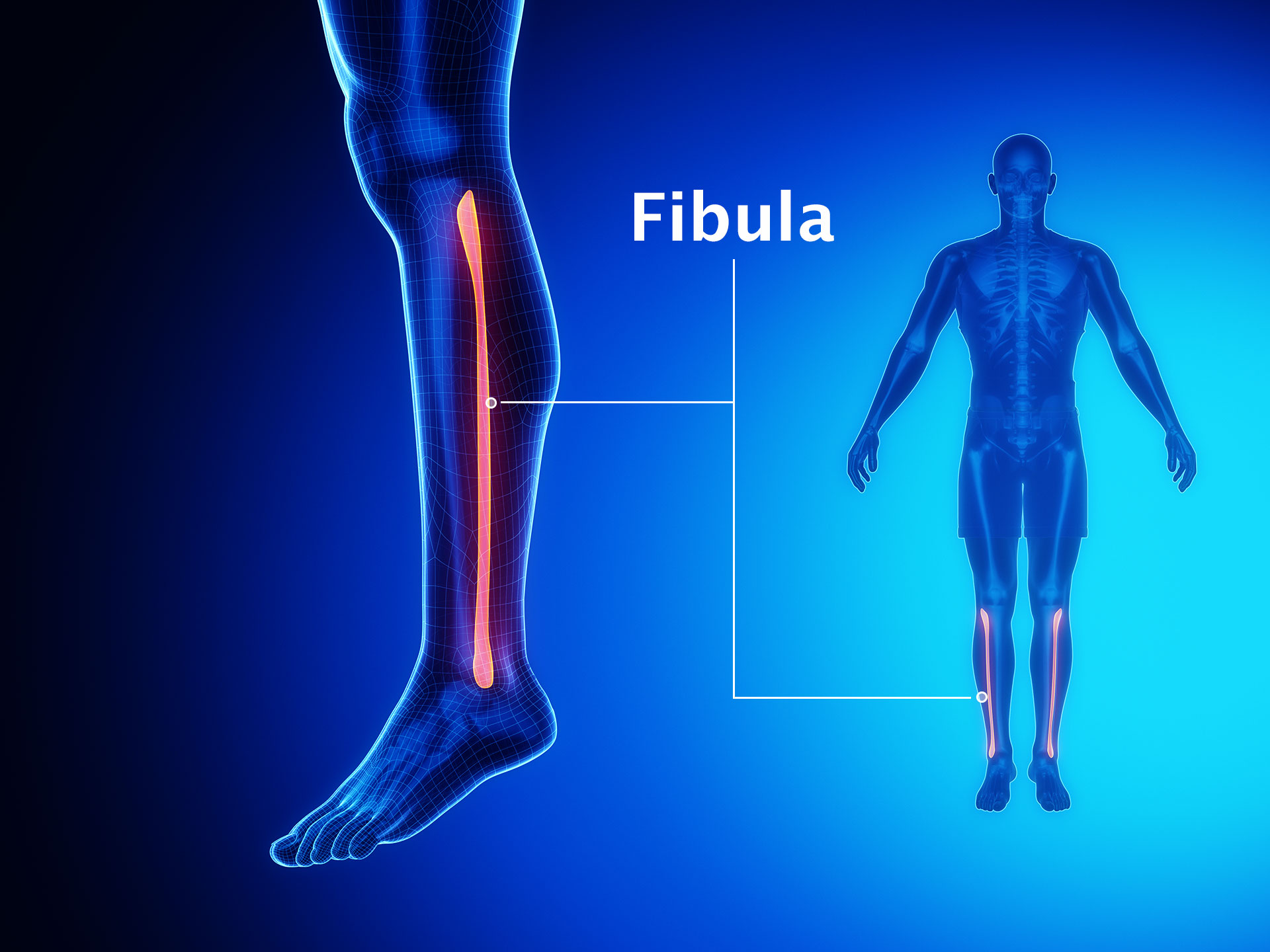 FIBULA