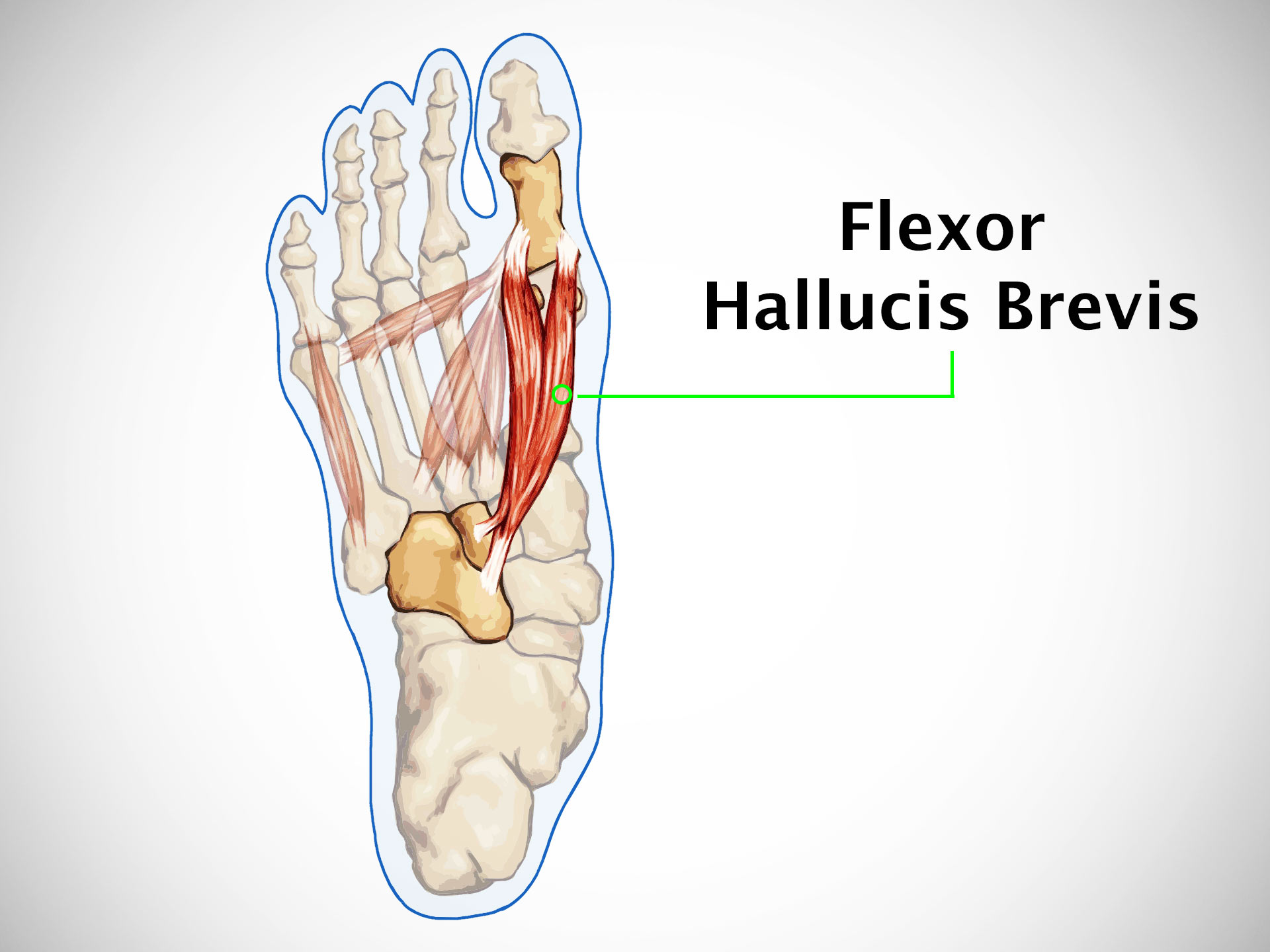 FLEXOR HALLUCIS BREVIS