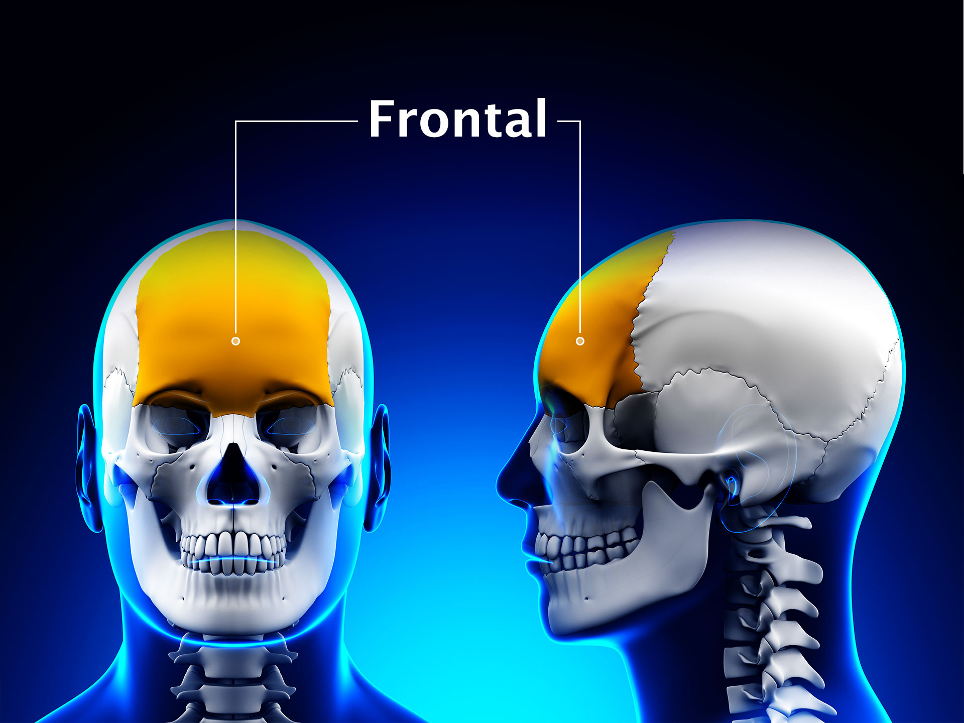 FRONTAL BONE