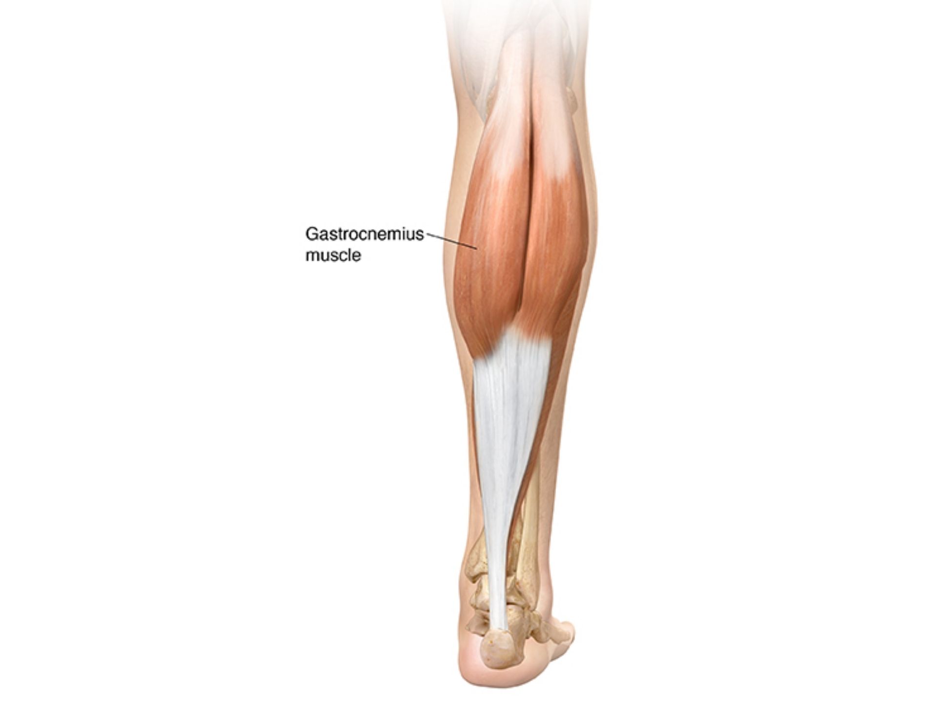 GASTROCNEMIUS