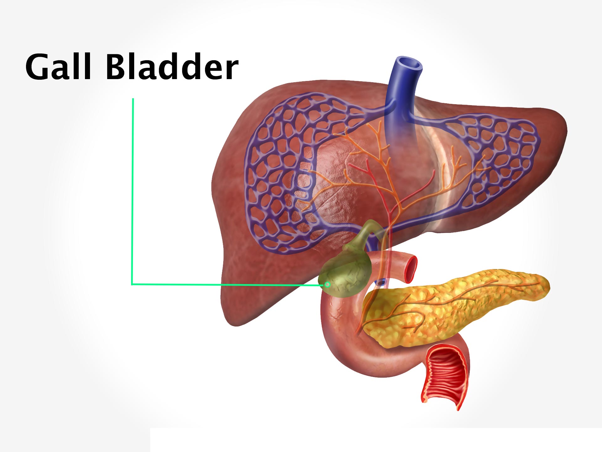 GALL BLADDER