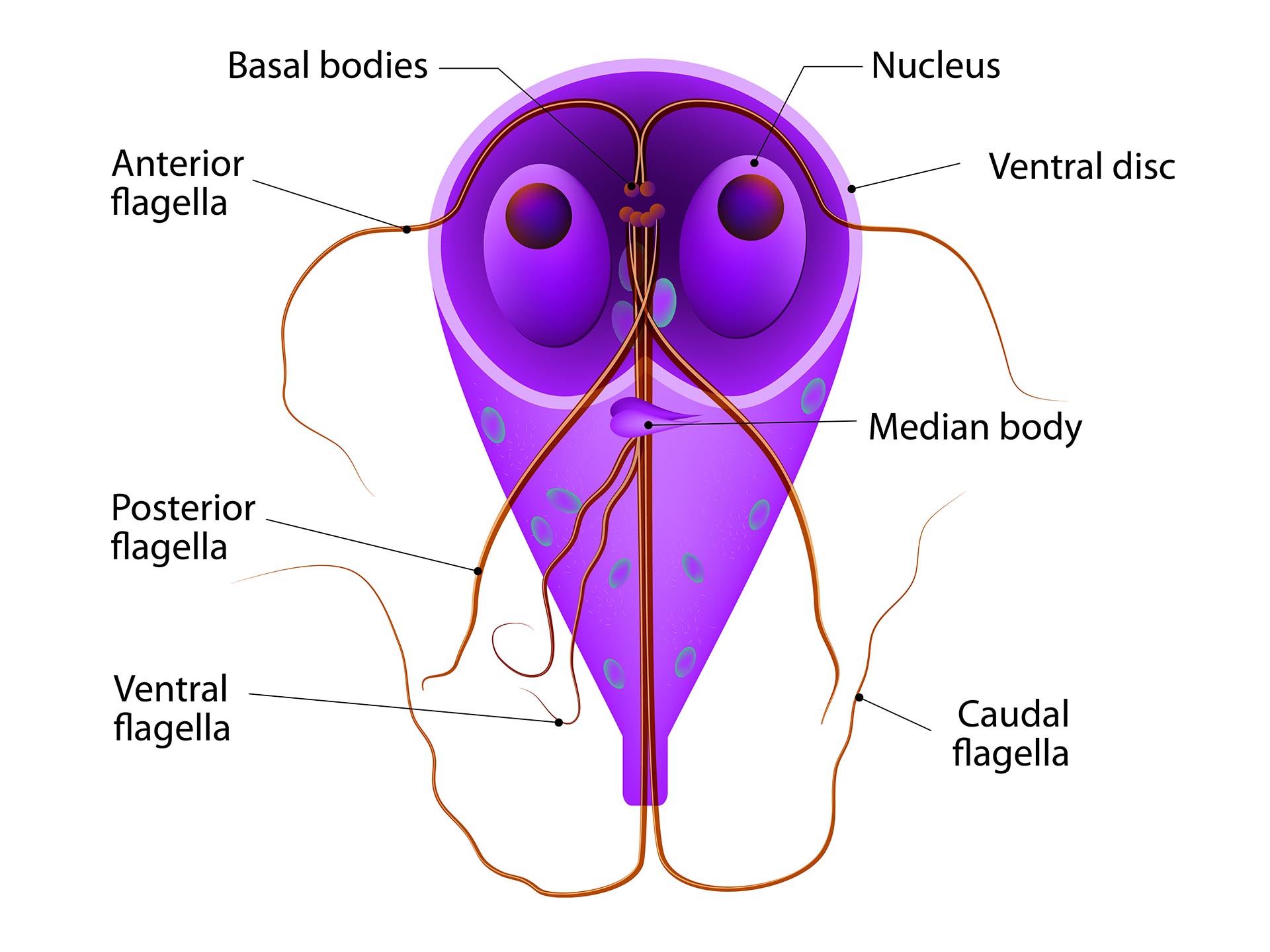 Giardiasis