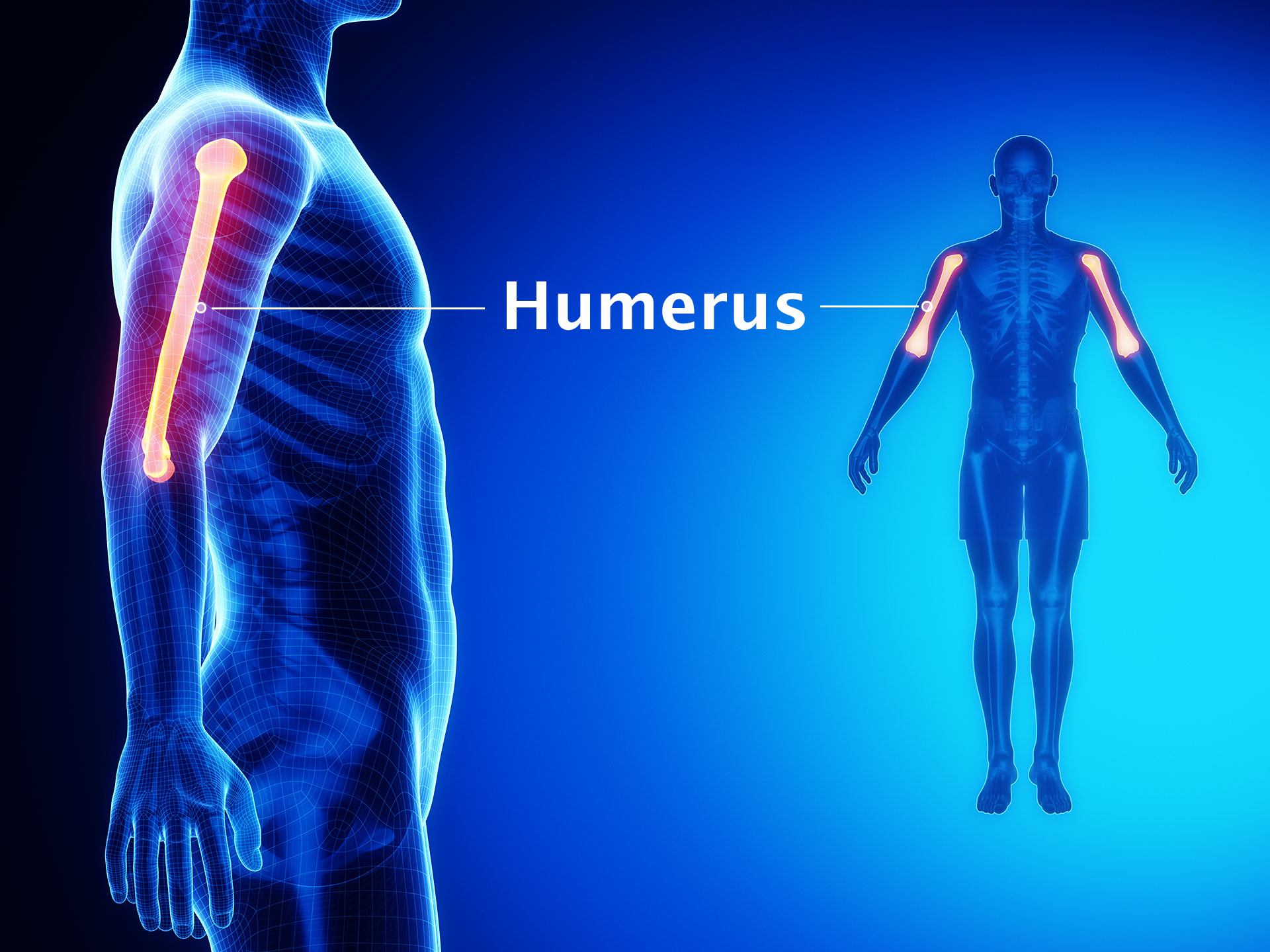 HUMERUS