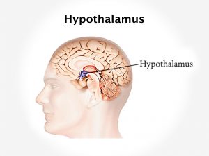 HYPOTHALAMUS GLAND