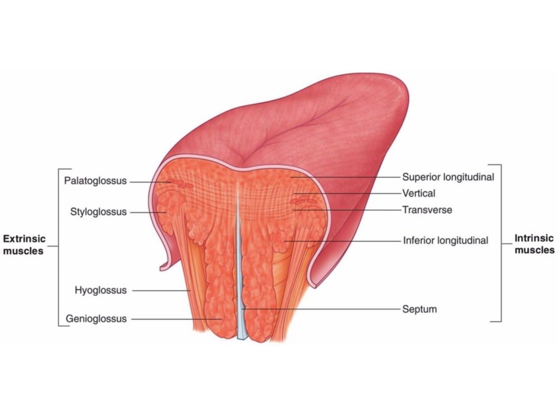 INFERIOR LONGITUDINAL LINGUAE MUSCLE