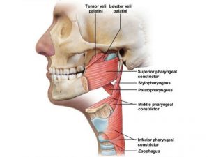 INFERIOR PHARYNGEAL CONSTRICTORS