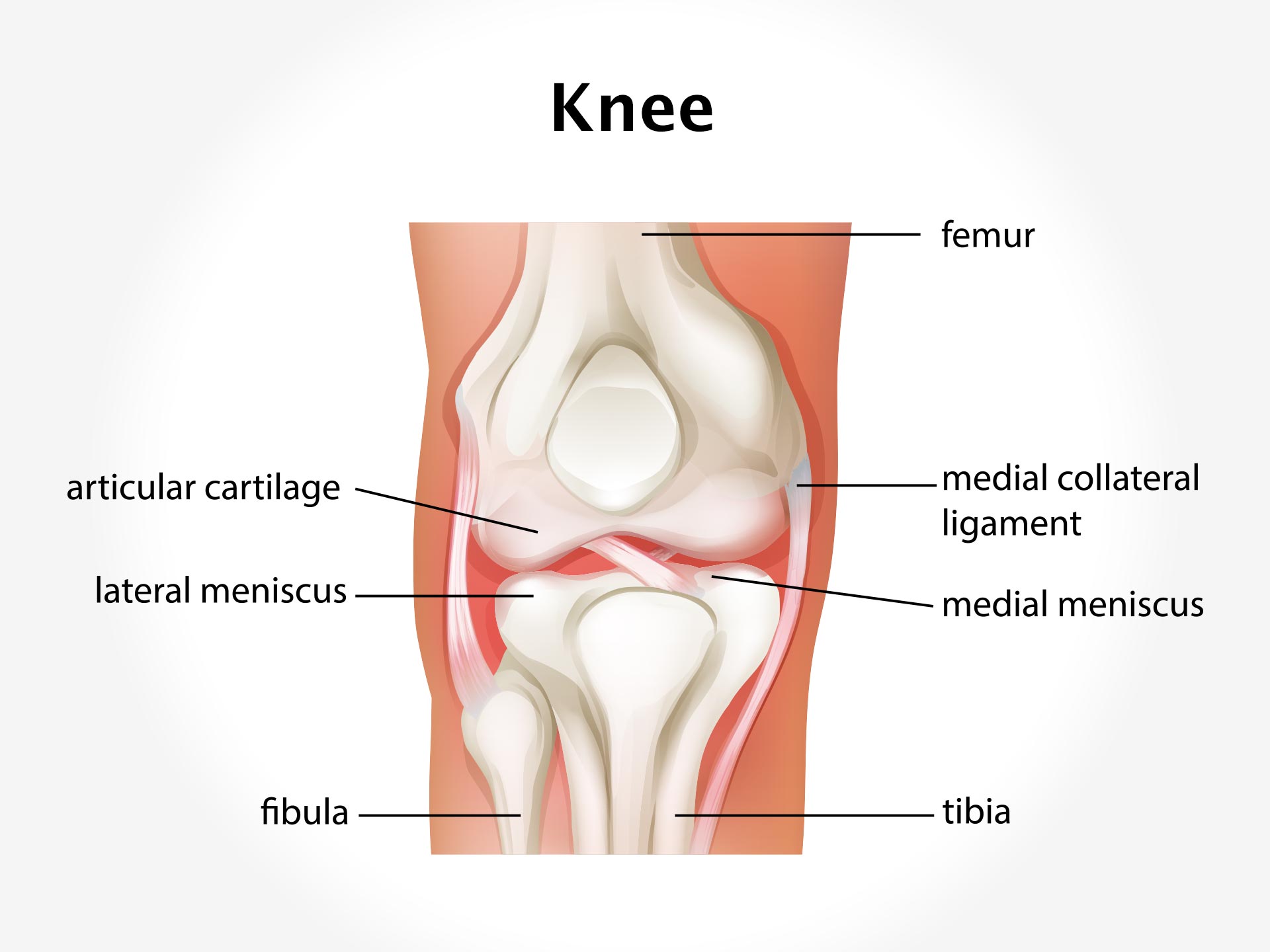 KNEE