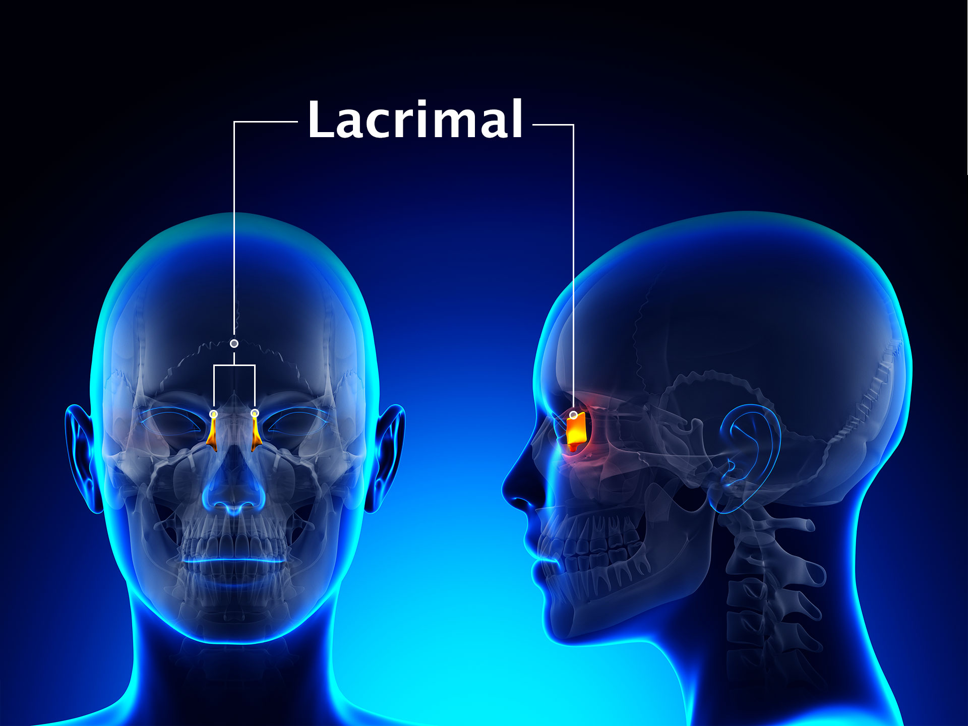 LACRIMAL BONE