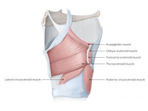 LATERAL CRICOARYTENOID