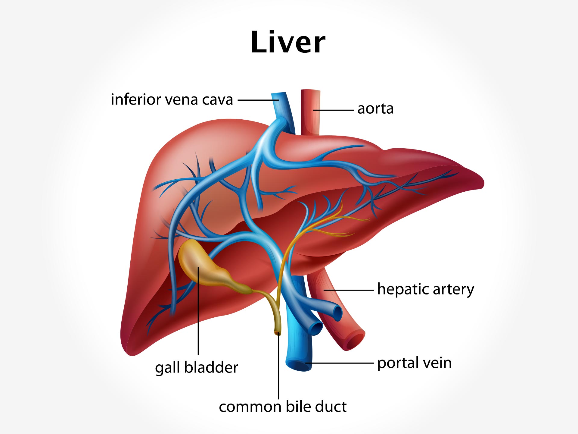 LIVER