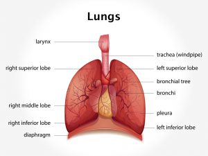 LUNGS