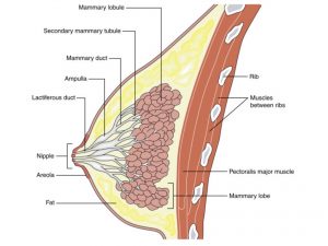 MAMMARY GLAND