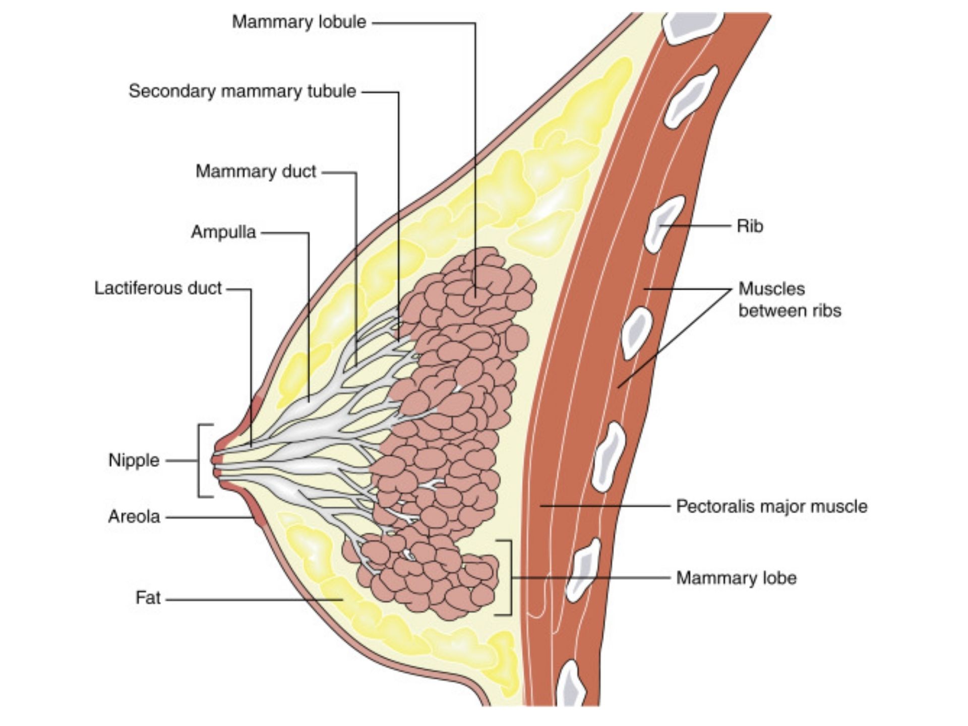 MAMMARY GLAND