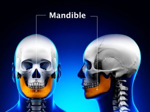 MANDIBLE