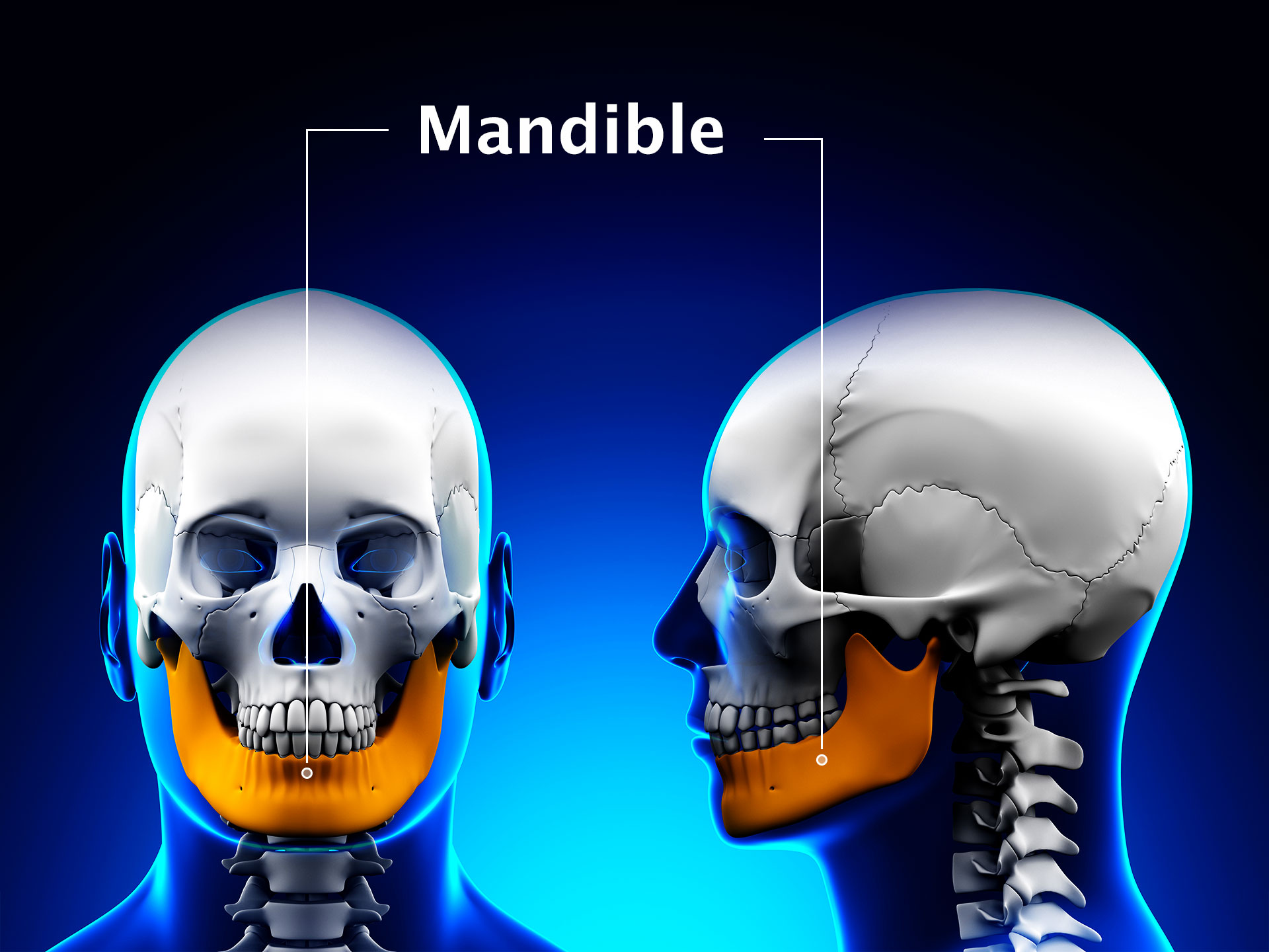 MANDIBLE