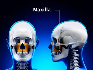 MAXILLARY BONE