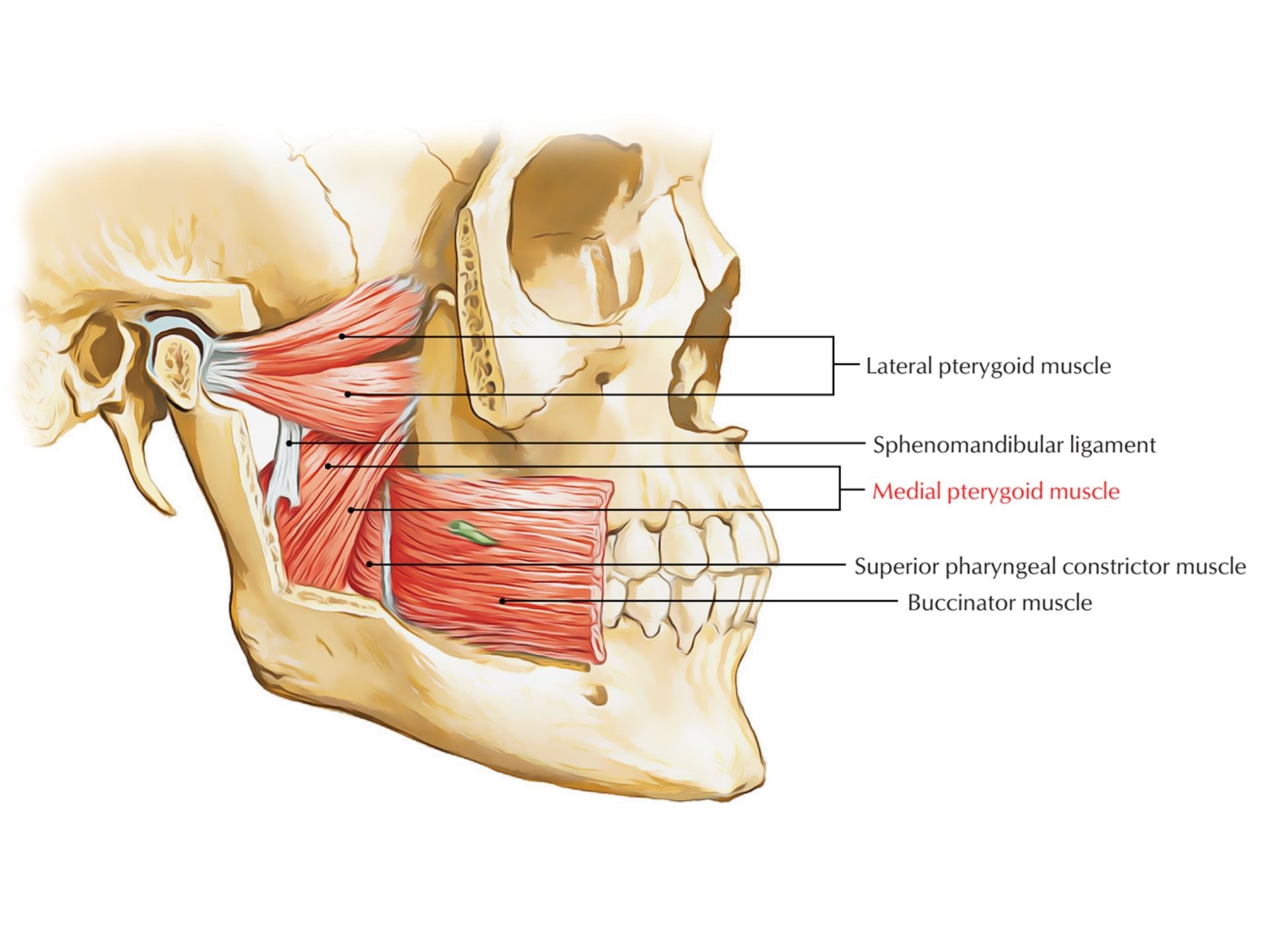 MEDIAL PTERYGOID