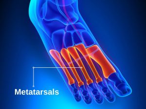 METATARSALS