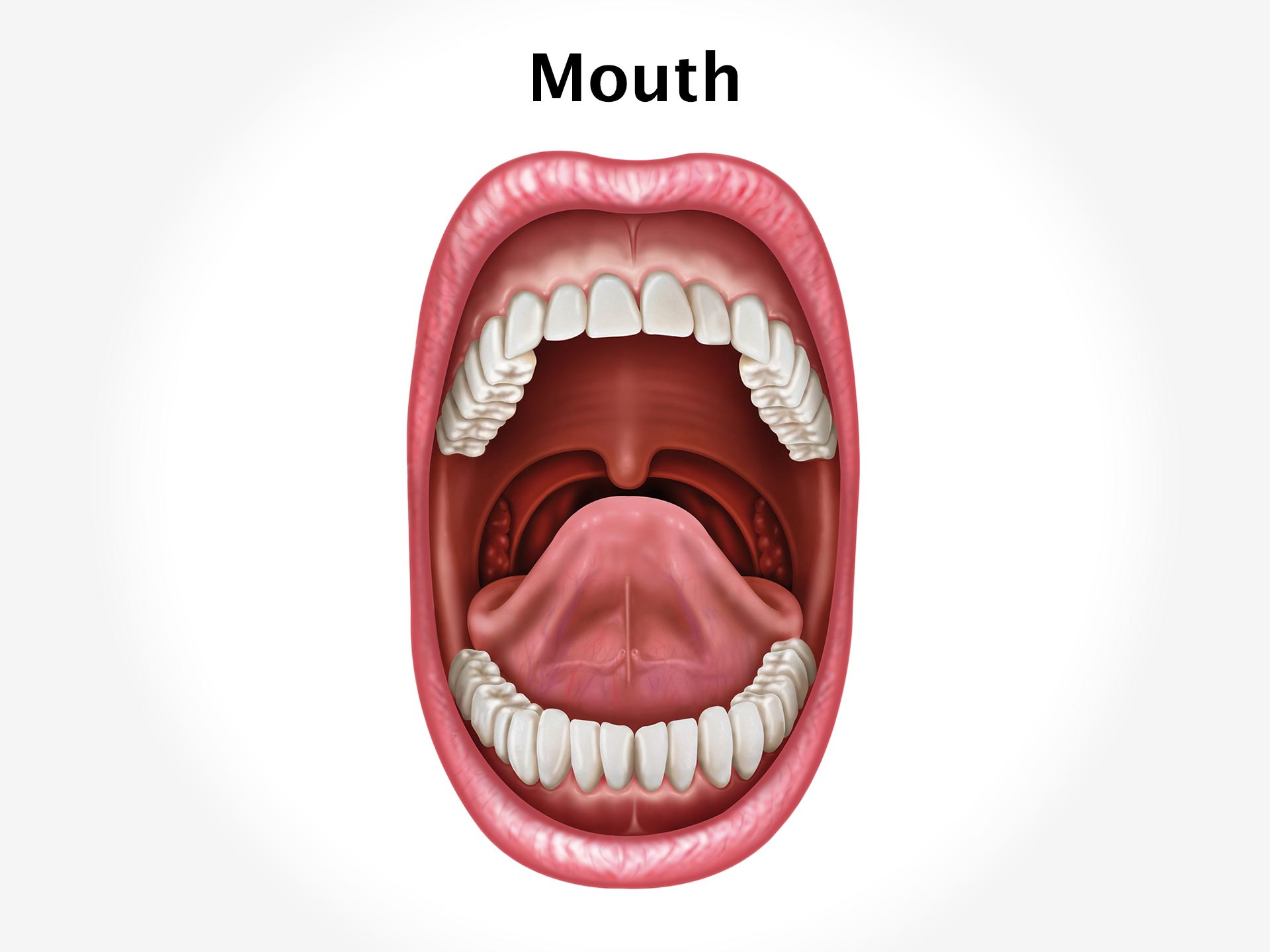 MOUTH